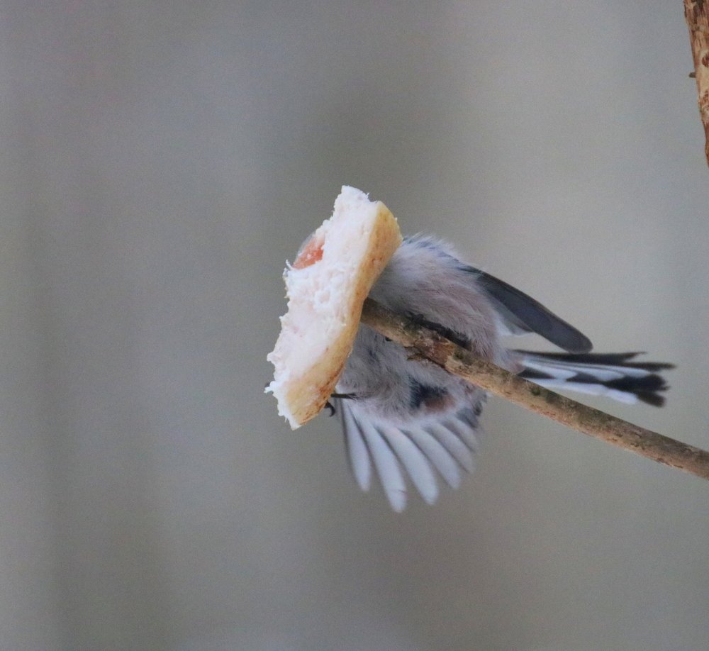 Булка и сало