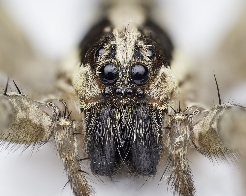 A wolf spider portrait