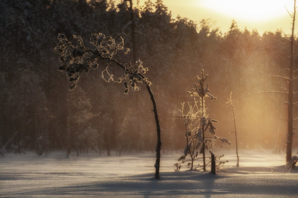 Photograph by Сергей Шмелев