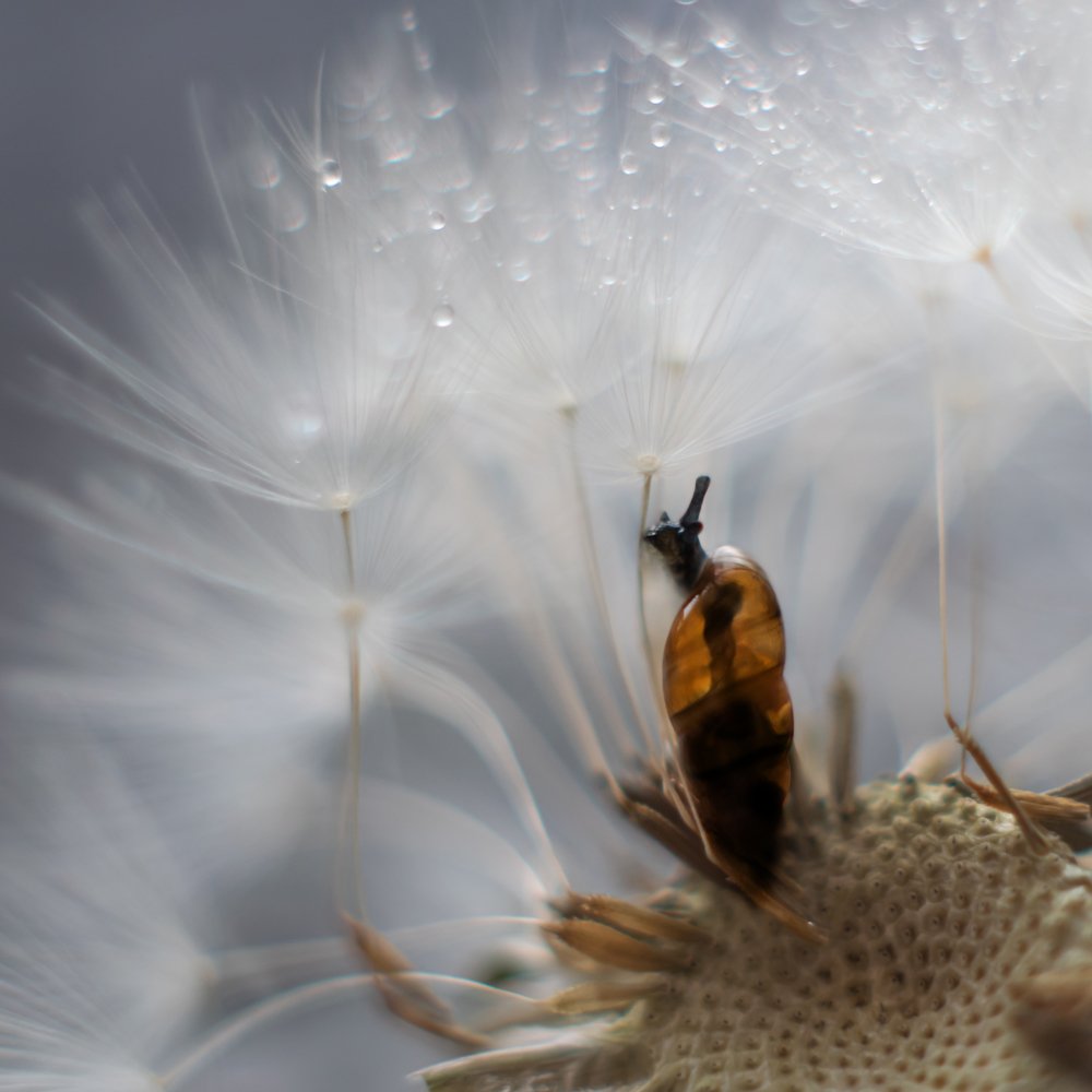 Путешествие улитки