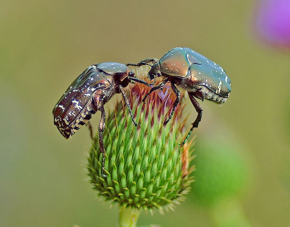 А ты кто такой?