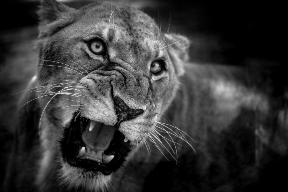 Roaring Lioness