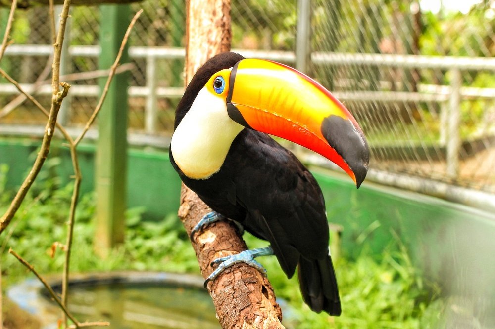 Photograph by Fabrício Gomes