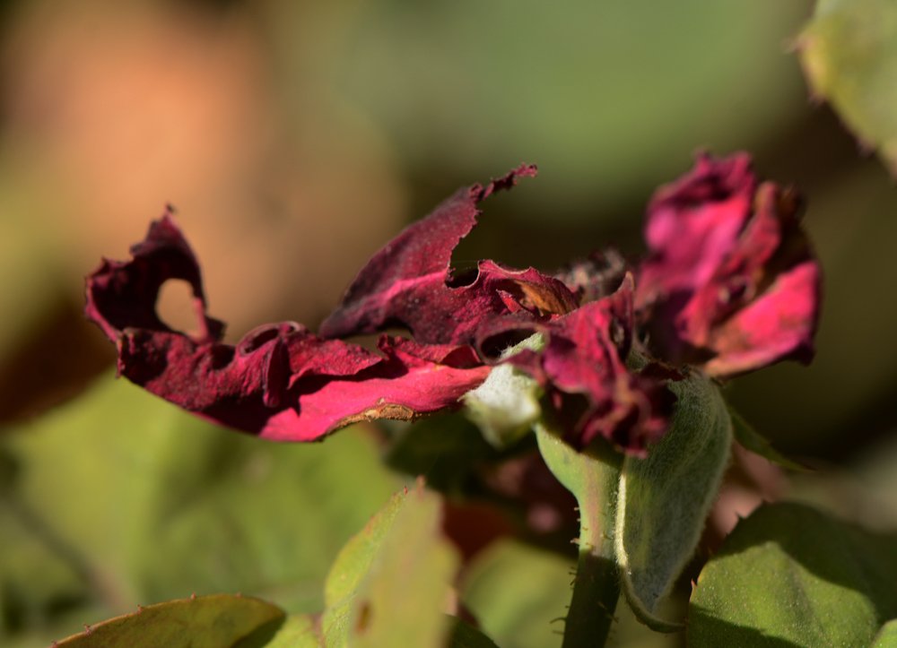Фотография автора Ася Бабушкина