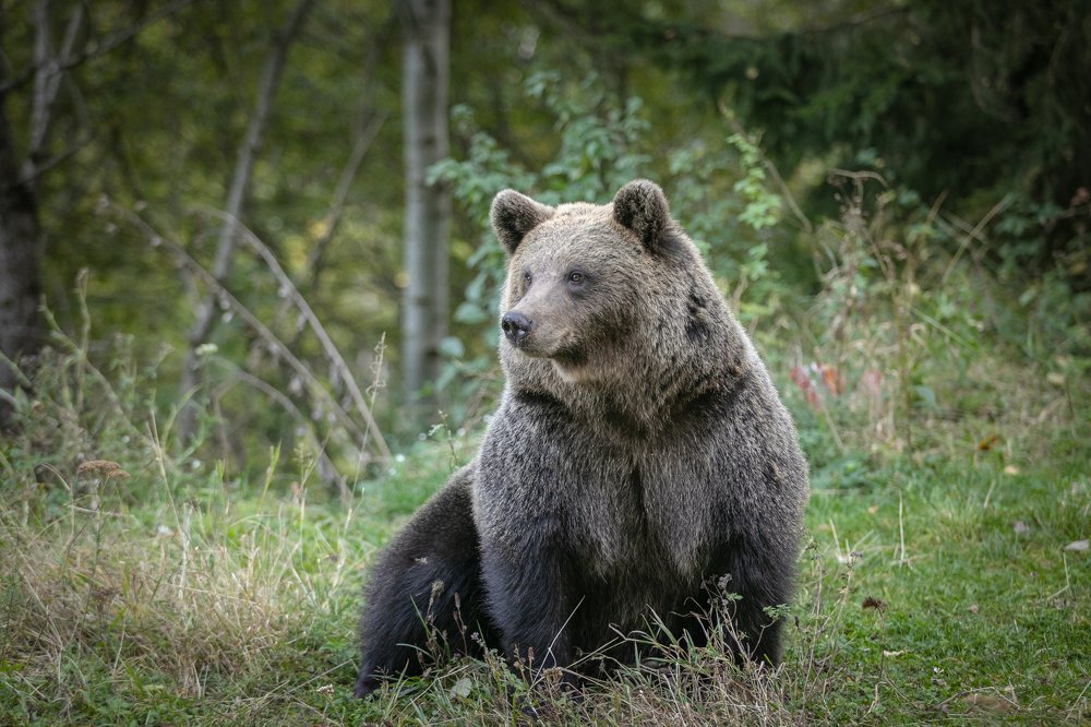 Лесная краса
