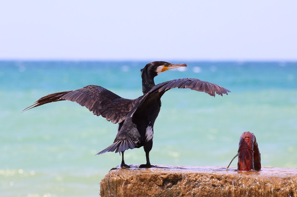 Повелитель стихии -  Elemental master
