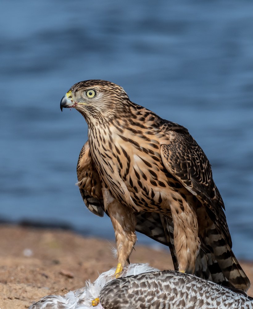 Жестокая красота