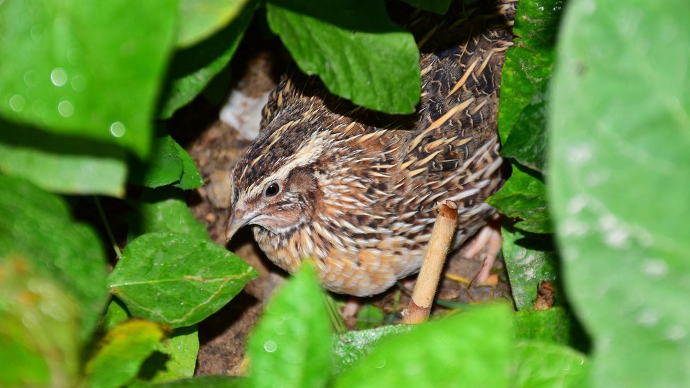 Photograph by Karuna Premalal Wanigasekara Arachchilage