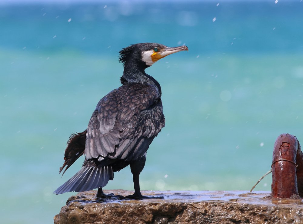 Морская душа - Sea soul