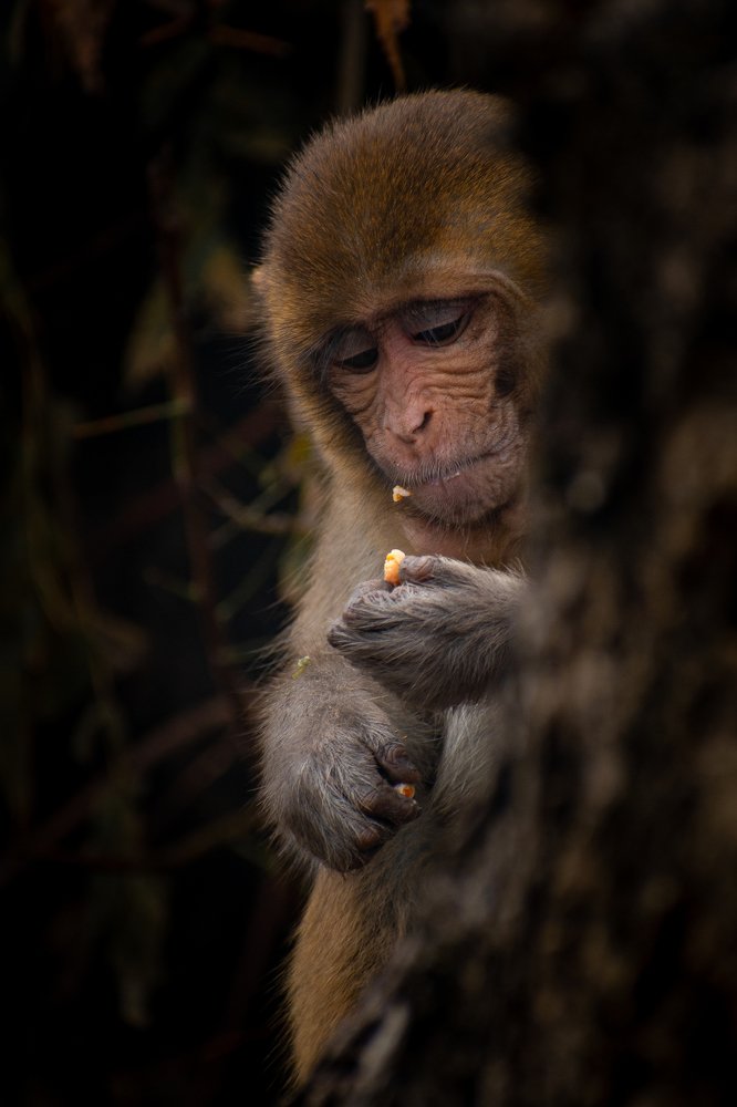 Monkey busy in feeding