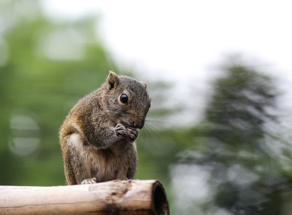 Photograph by Meghali Sarma