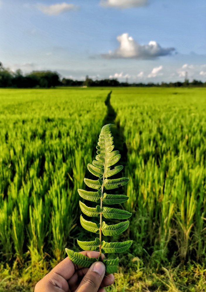 Photograph by Anubhab Dey