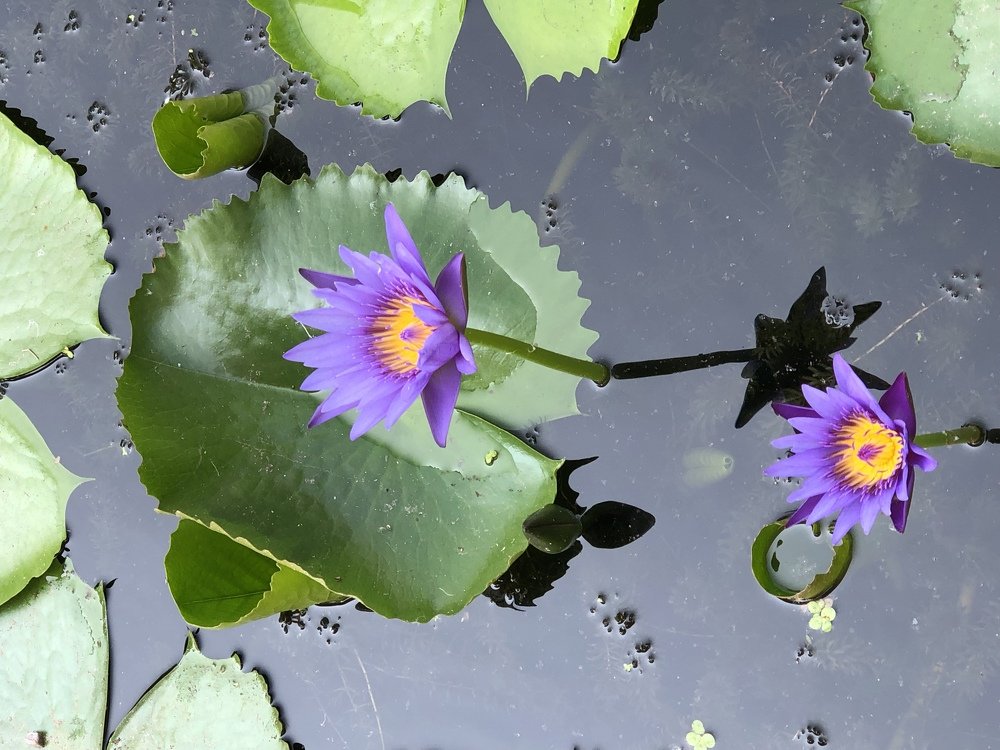 Lotus in water