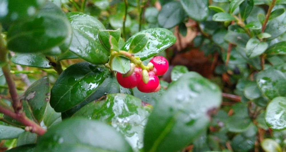 Photograph by Irsan Hamanaev