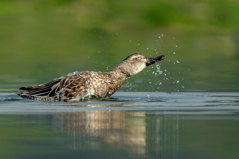 Garganey in water