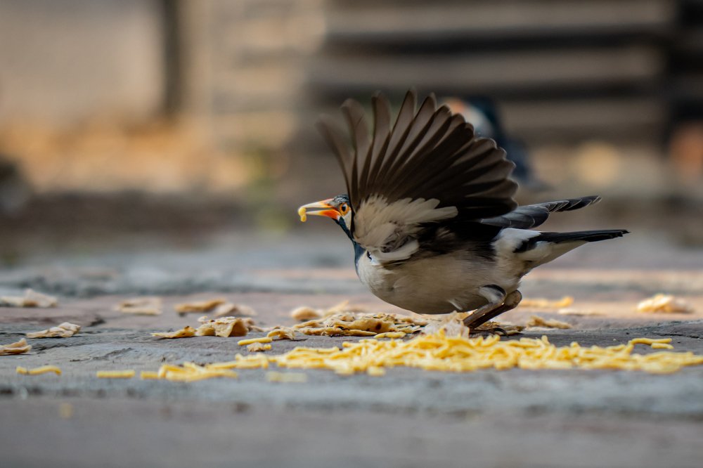 Фотография автора Ashir Kumar