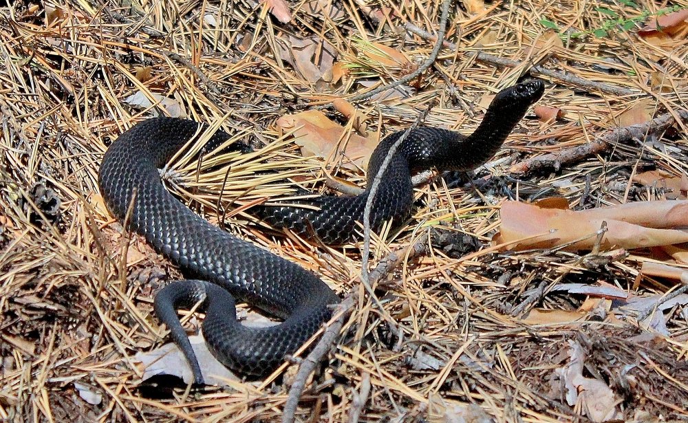 Встреча в лесу.