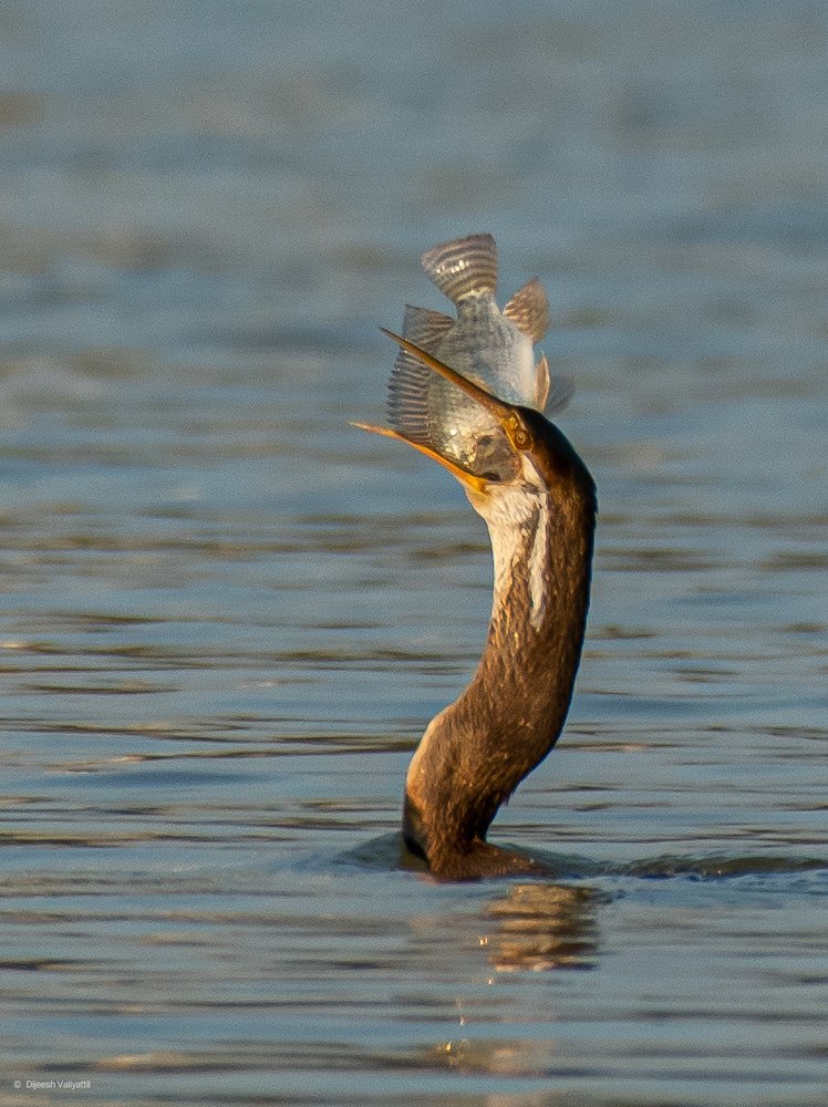 Photograph by Dijeesh Valiyattil