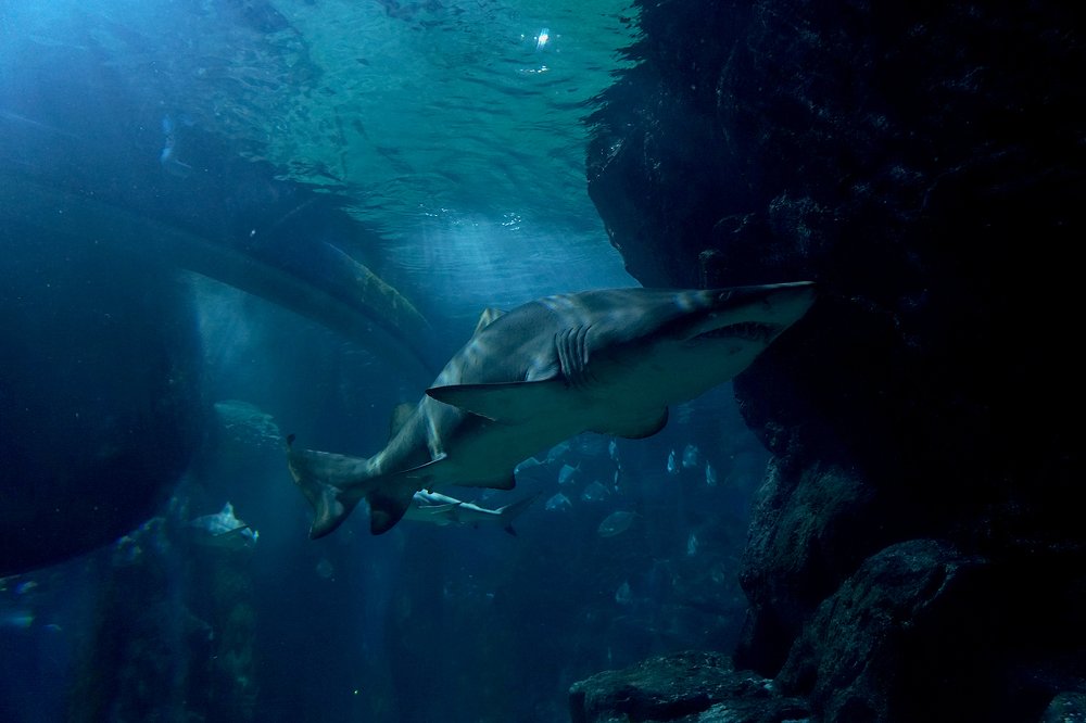 Photograph by Dzianis Mizhui