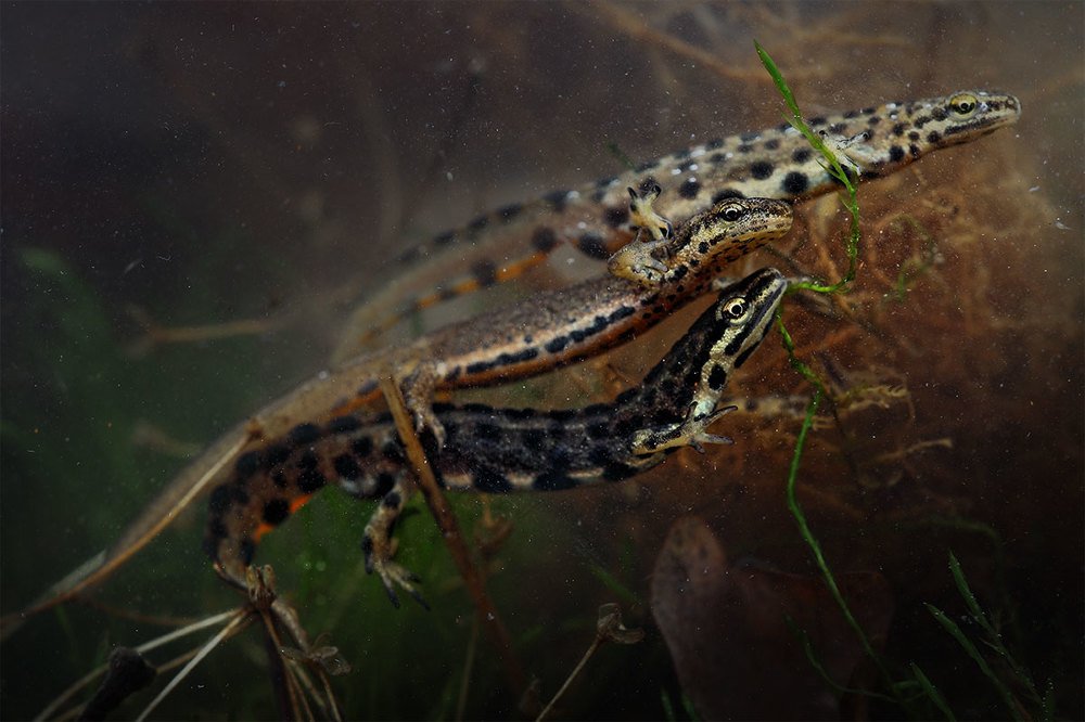 Фотография автора Роман Рысь