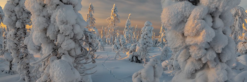 Рыжая пробегала