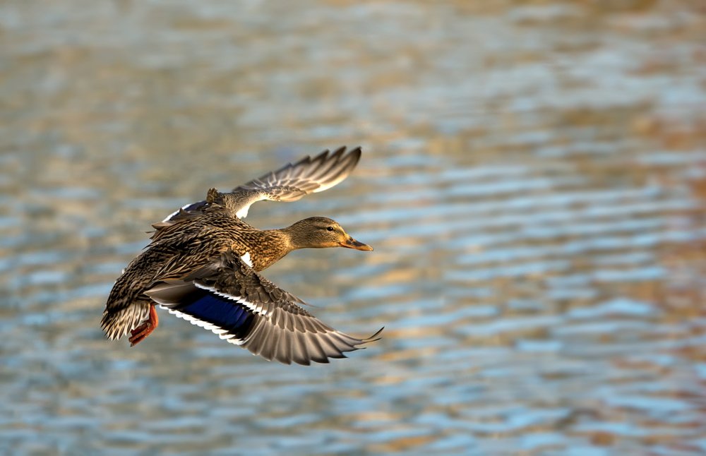Photograph by Олег Пученков