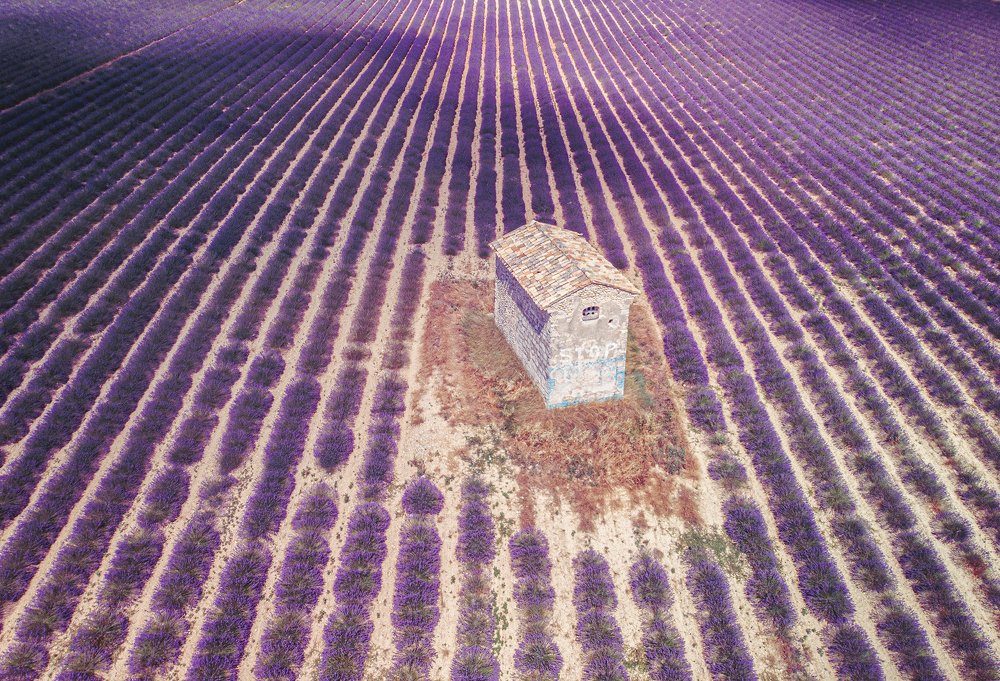 Lavender barn