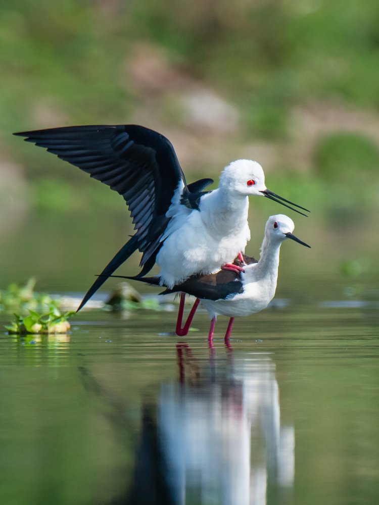 The mating Stilts