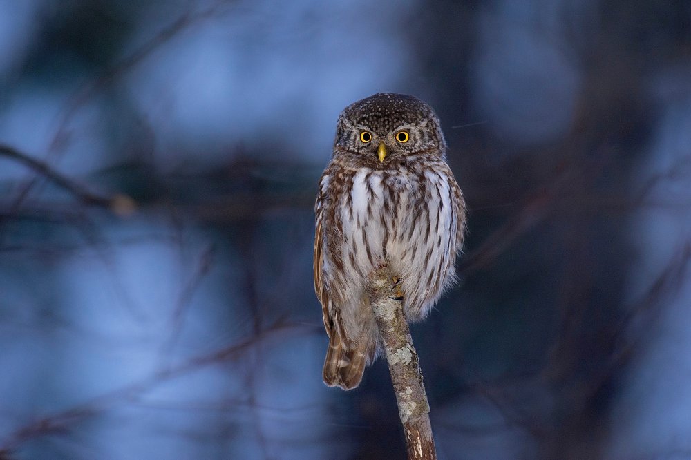 В сумерках.