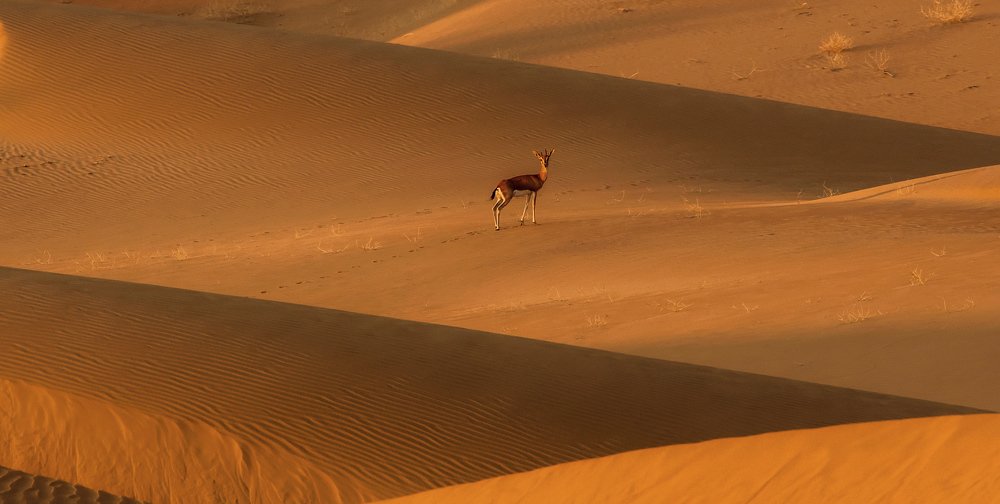 Photograph by Raghavendra Prasad H S