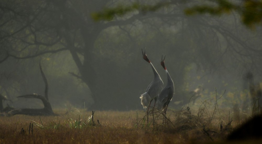 Photograph by Raghavendra Prasad H S