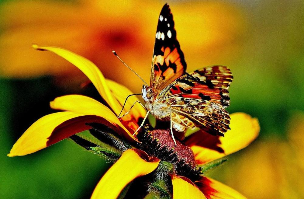 Репейница или Крапивница и просто красавица!