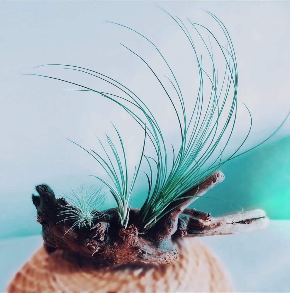 Photograph by Emanuel Duarte