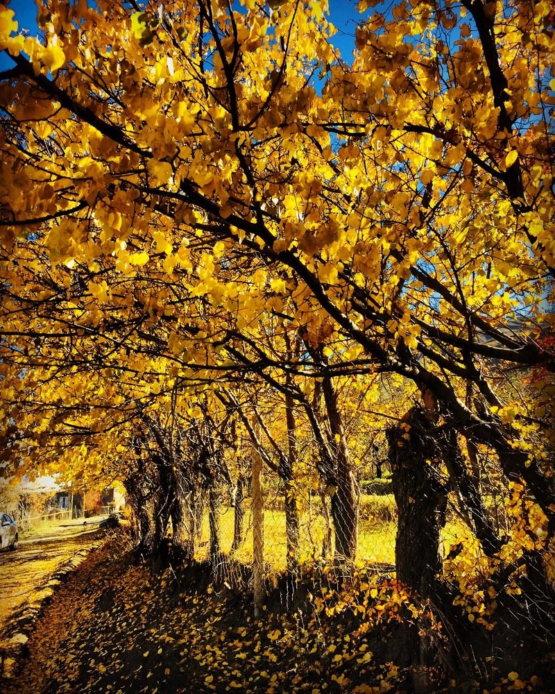 Photograph by Елена Кадирова