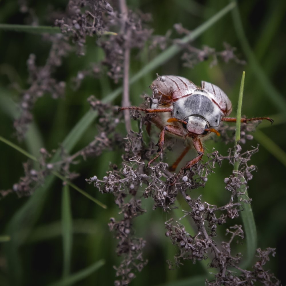 Майская улыбка