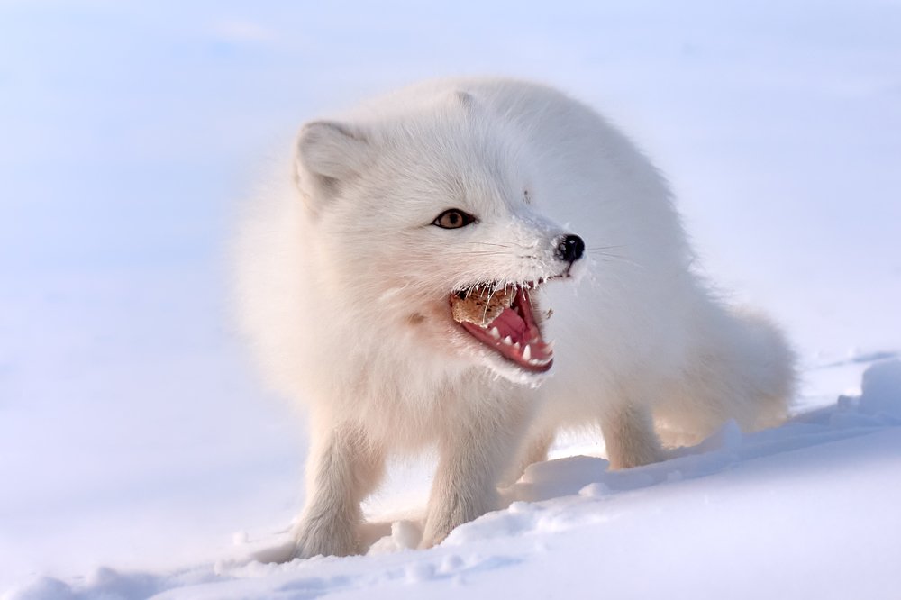 Грызть да грызть..