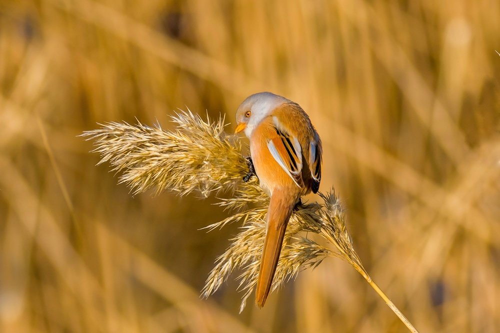 Photograph by Vahid Yavari