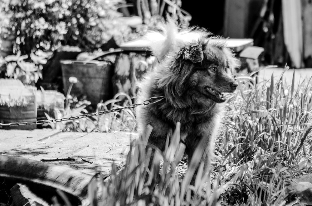 Photograph by Владимир Янчук