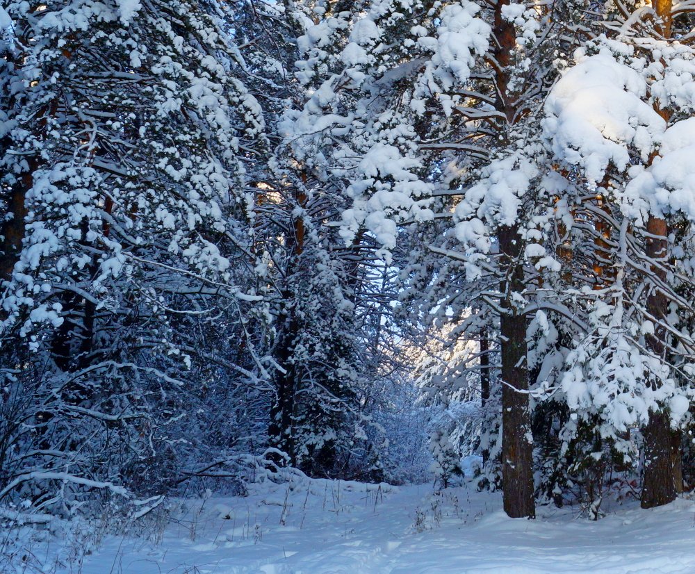 Photograph by Владимир Бормотов