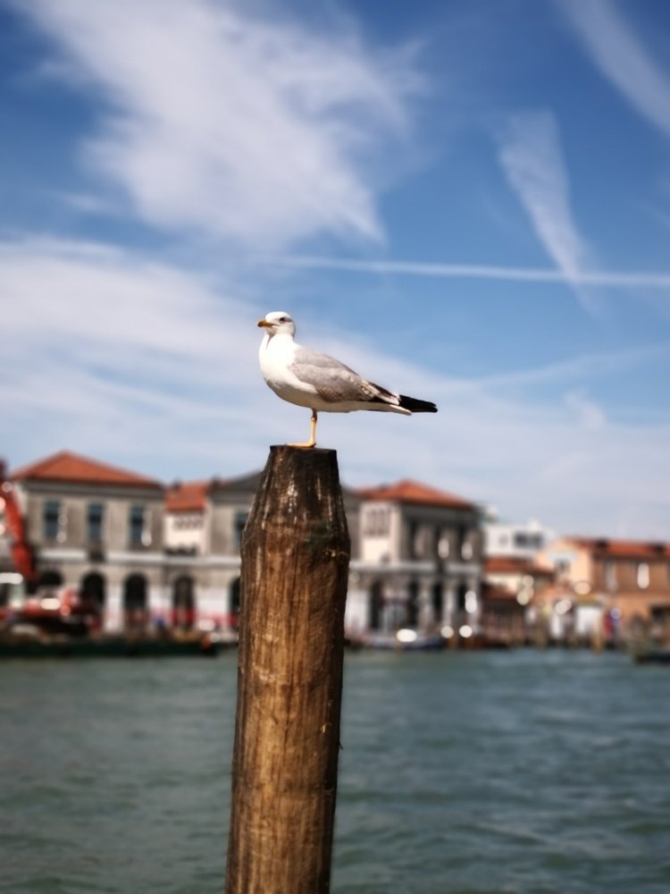 Gaviota solitaria