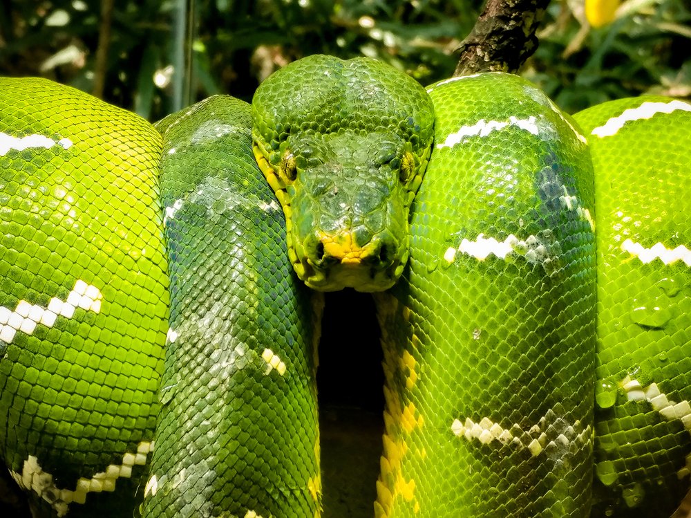 Photograph by Jovanne Amolat