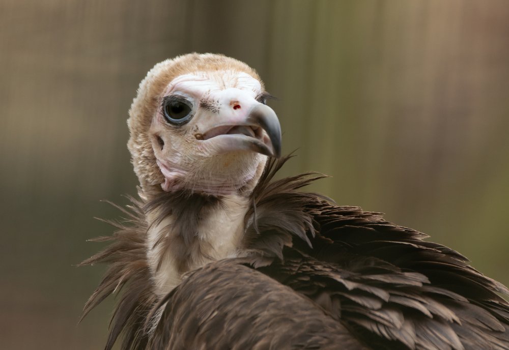 Vulture