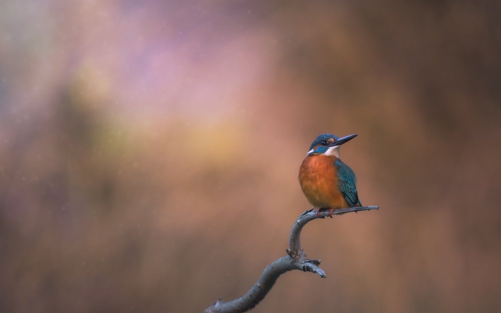 Осенняя меланхолия...