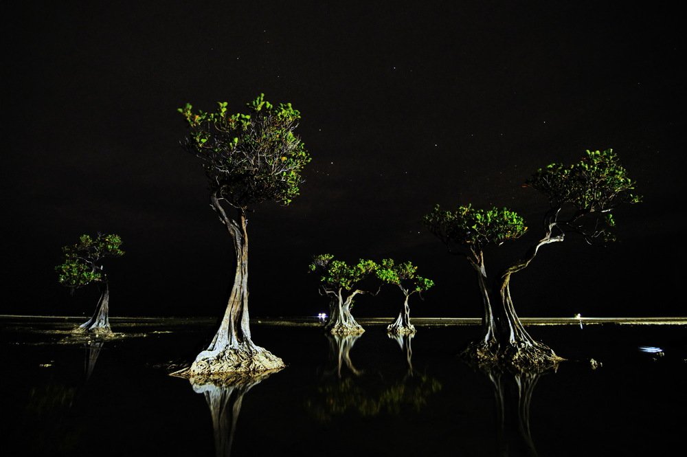 Mangroves trees