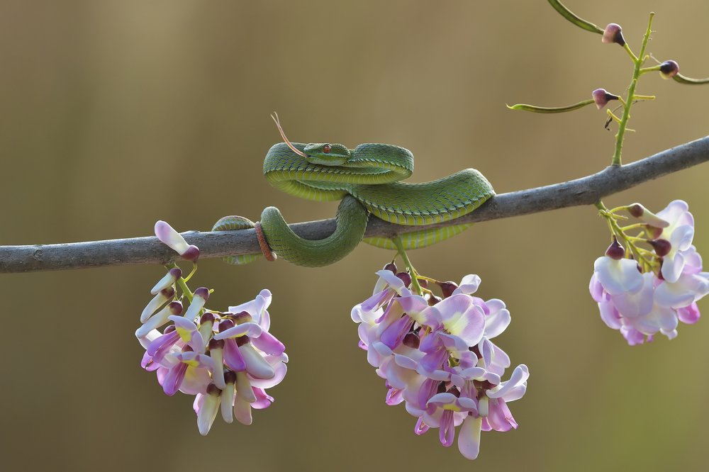 Photograph by Tran Hoang Phong