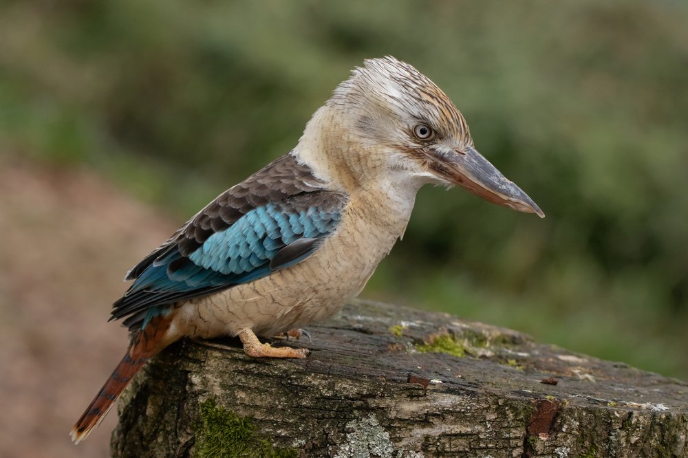 Фотография автора MARIA KULA