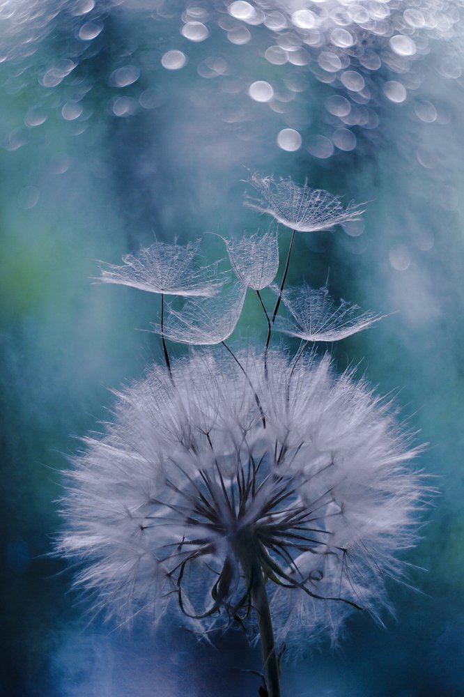 Одуванчиковое...