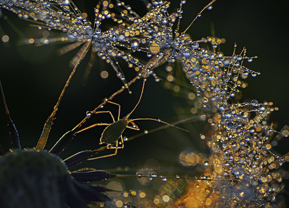 Хрустальный перезвон