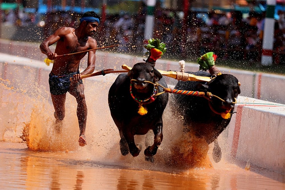 Kambala