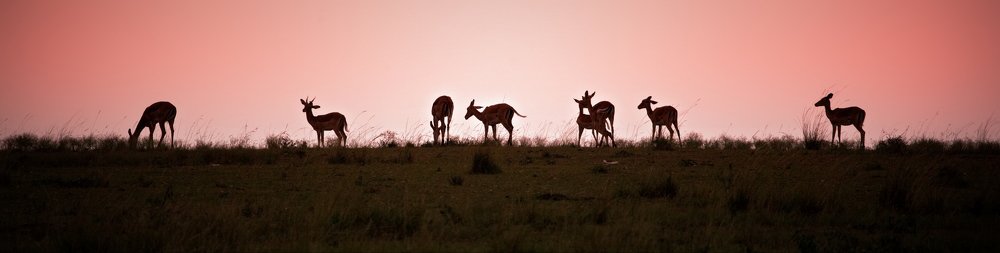 Африканский мотив